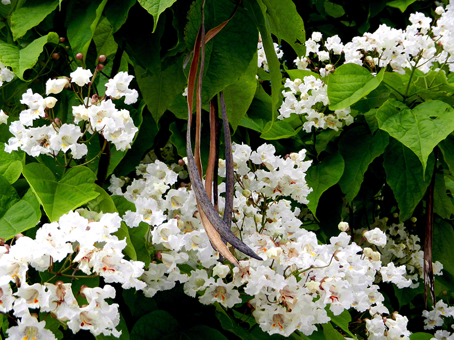 Lepoglava, Trompetenbaum-Catalpa