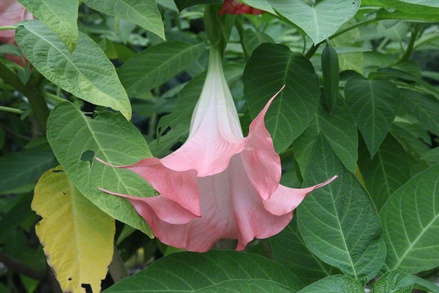 Zagreb-Botanischer Garten 2014