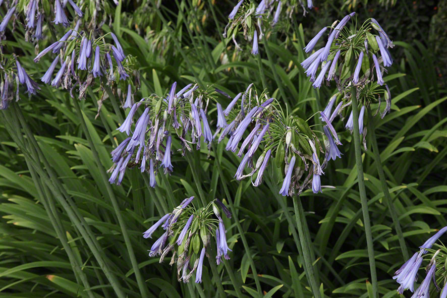Zagreb-Botanischer Garten 2014