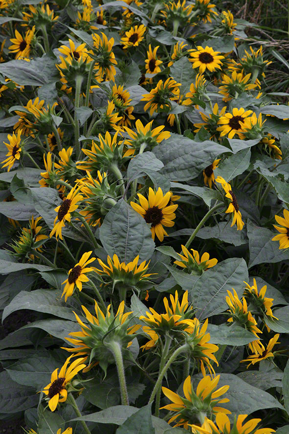 Zagreb-Botanischer Garten 2014