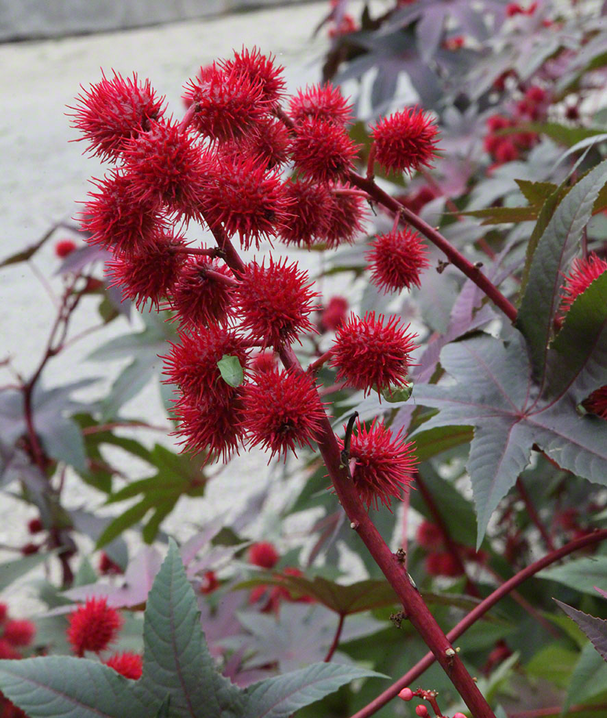 Zagreb-Botanischer Garten 2014