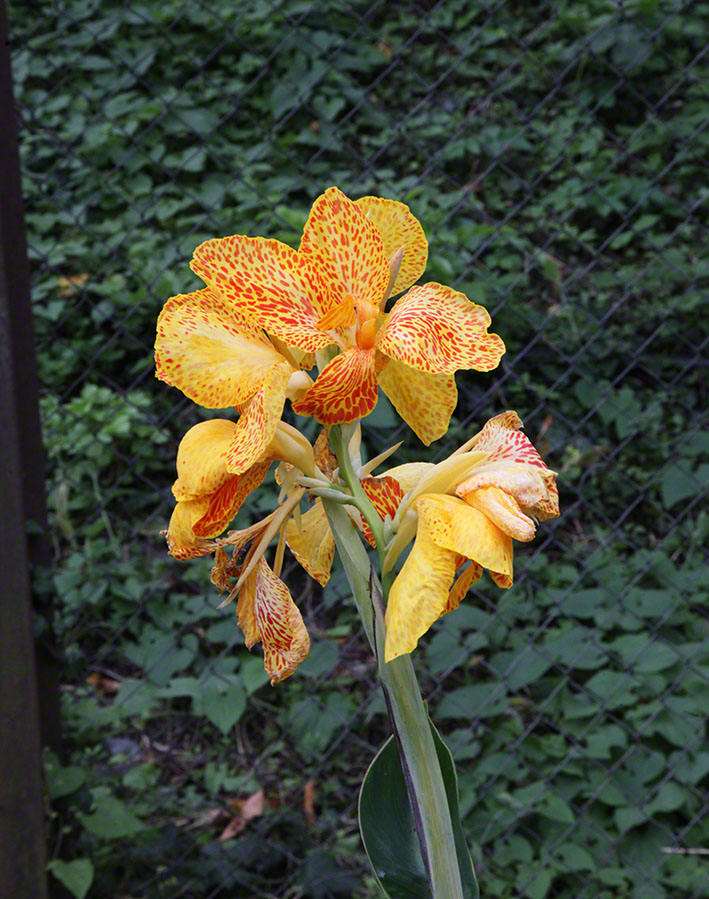 Zagreb-Botanischer Garten 2014