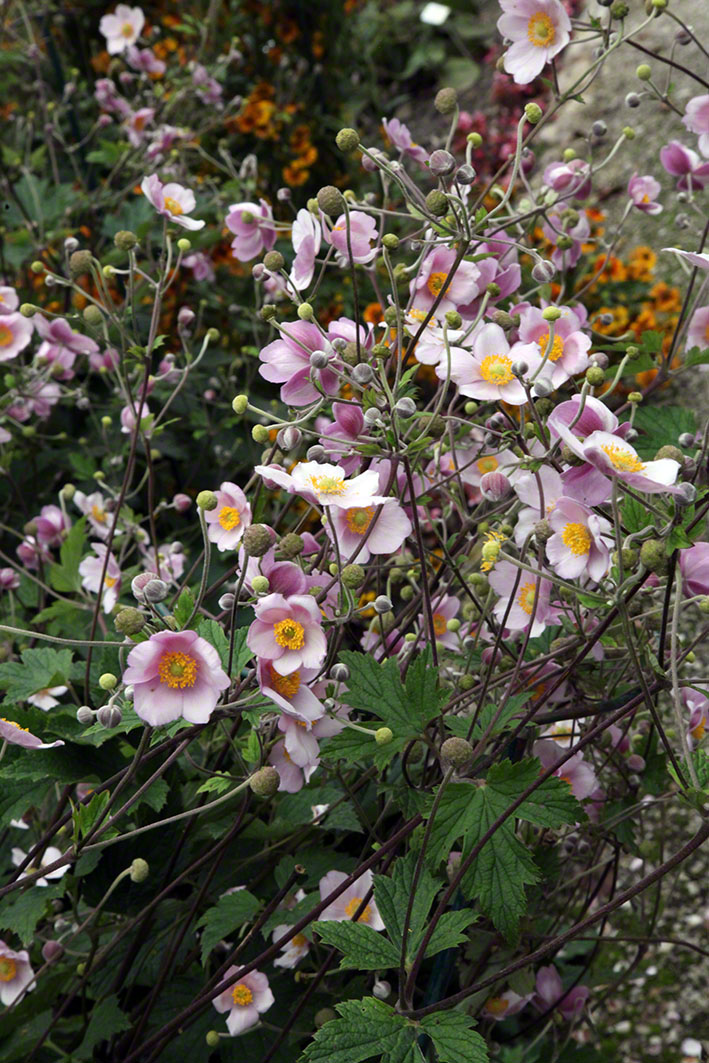 Zagreb-Botanischer Garten 2014