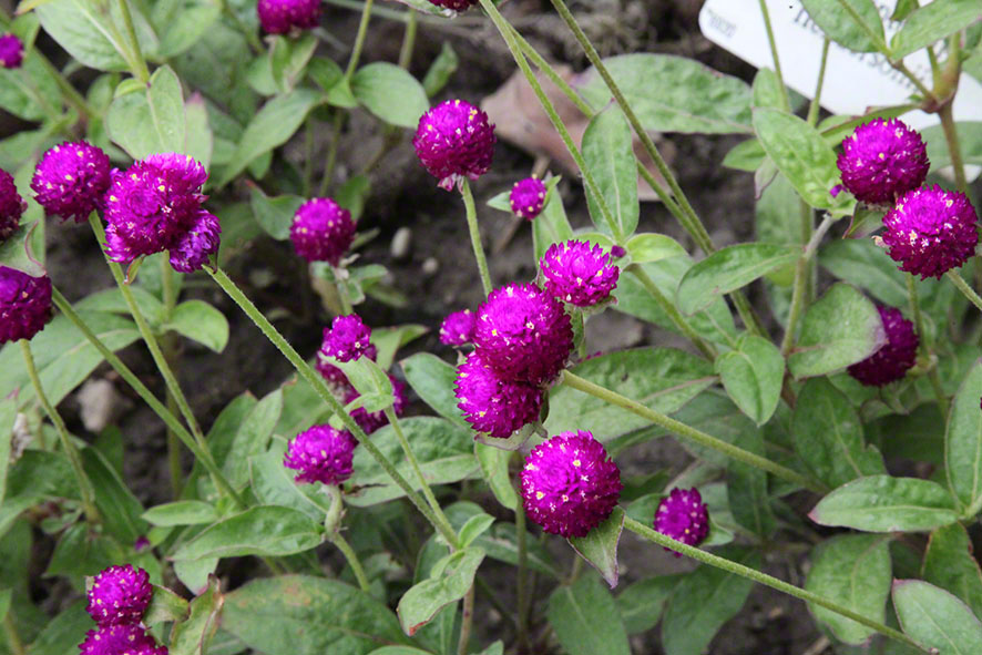 Zagreb-Botanischer Garten 2014