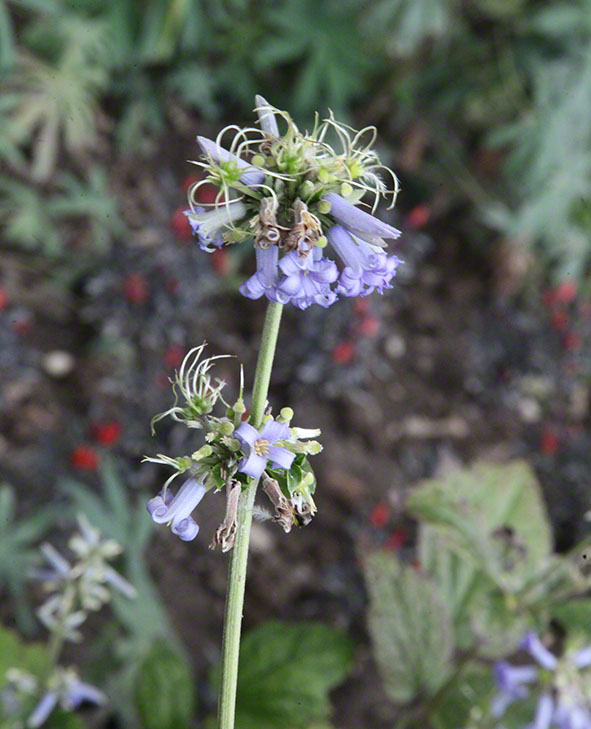 Zagreb-Botanischer Garten 2014