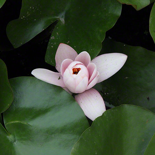 Zagreb-Botanischer Garten 2014, Seerose - Nymphaea