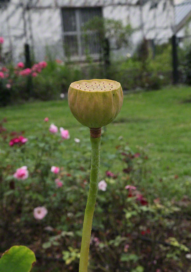 Zagreb-Botanischer Garten 2014 - Lotosblume - Nelumbo