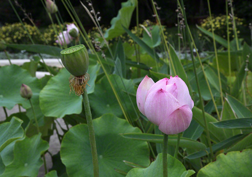 Zagreb-Botanischer Garten 2014 - Lotosblume - Nelumbo