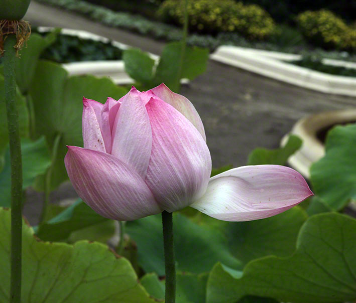 Zagreb-Botanischer Garten 2014 - Lotosblume - Nelumbo