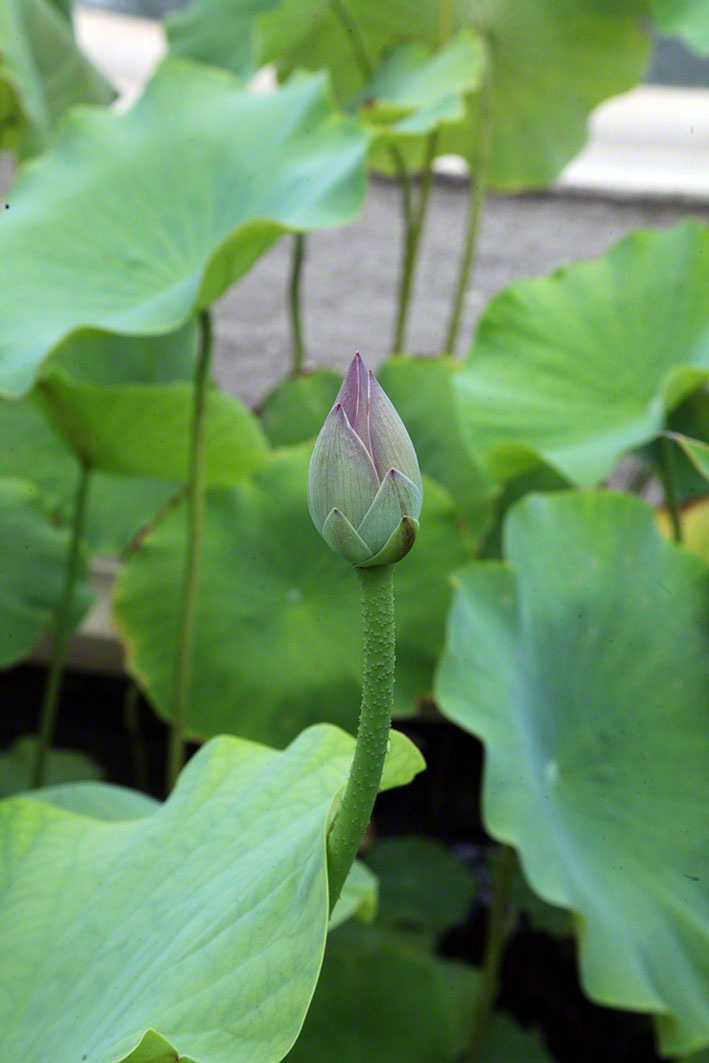 Zagreb-Botanischer Garten 2014 - Lotosblume - Nelumbo