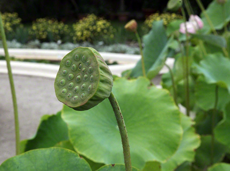 Zagreb-Botanischer Garten 2014 - Lotosblume - Nelumbo