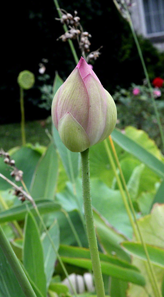 Zagreb-Botanischer Garten 2014 - Lotosblume - Nelumbo