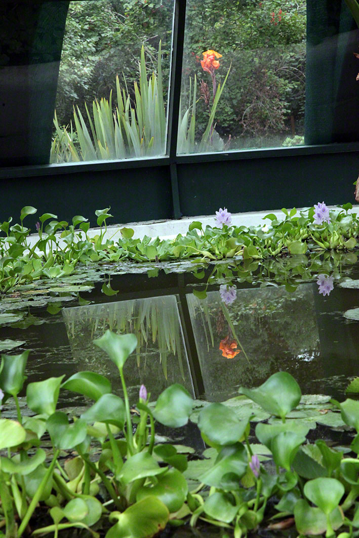 Wasserhyazinthen (Eichhornia)