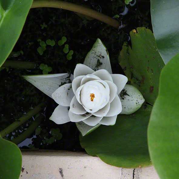 Zagreb-Botanischer Garten 2014, Seerose - Nymphaea