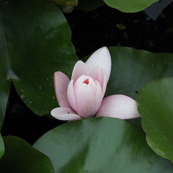 Zagreb-Botanischer Garten 2014, Seerose - Nymphaea