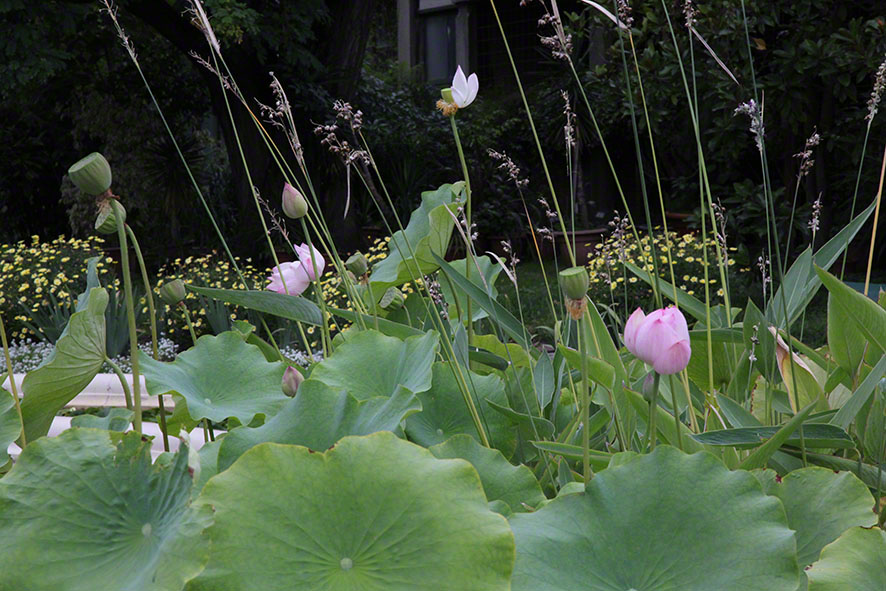 Zagreb-Botanischer Garten 2014 - Lotosblume - Nelumbo