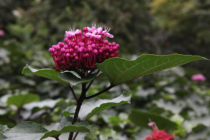 Zagreb-Botanischer Garten 2014 - Losstrauch