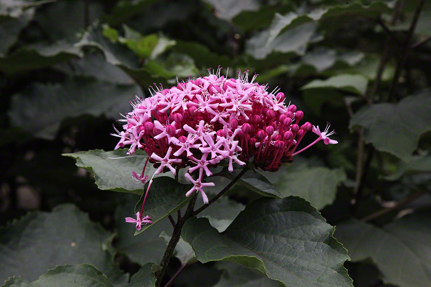 Zagreb-Botanischer Garten 2014 - Losstrauch
