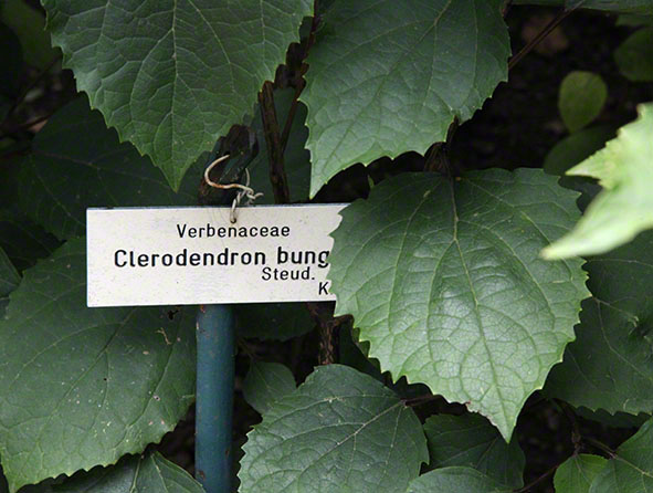 Zagreb-Botanischer Garten 2014 - Losstrauch