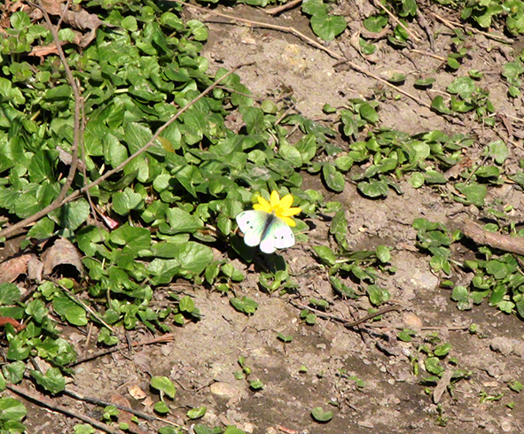 Prater - Lusthauswasser - Schmetterling