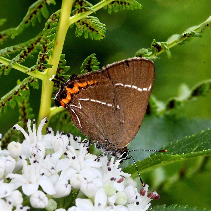 Zipfelfalter - Aflenz