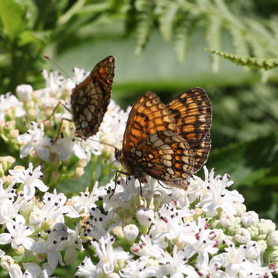 Scheckenfalter - Aflenz