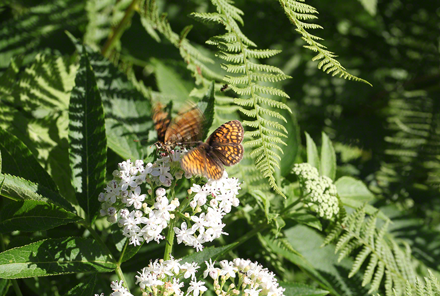 Scheckenfalter - Aflenz