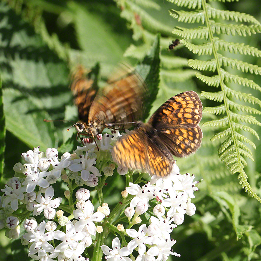 Scheckenfalter - Aflenz