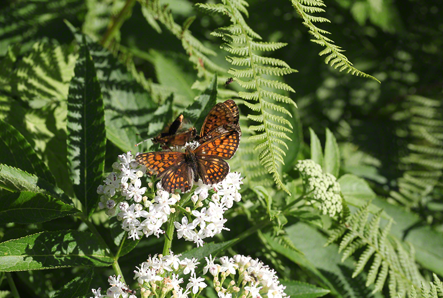 Scheckenfalter - Aflenz