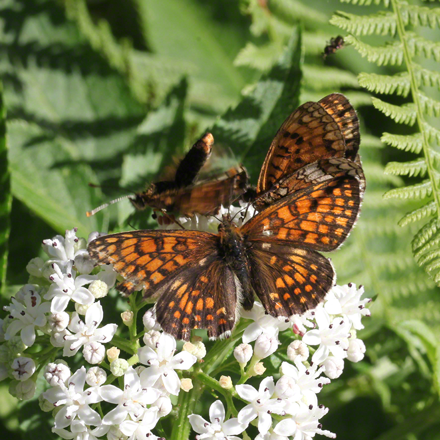 Scheckenfalter - Aflenz