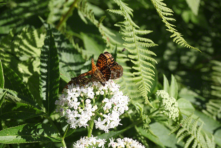 Scheckenfalter - Aflenz