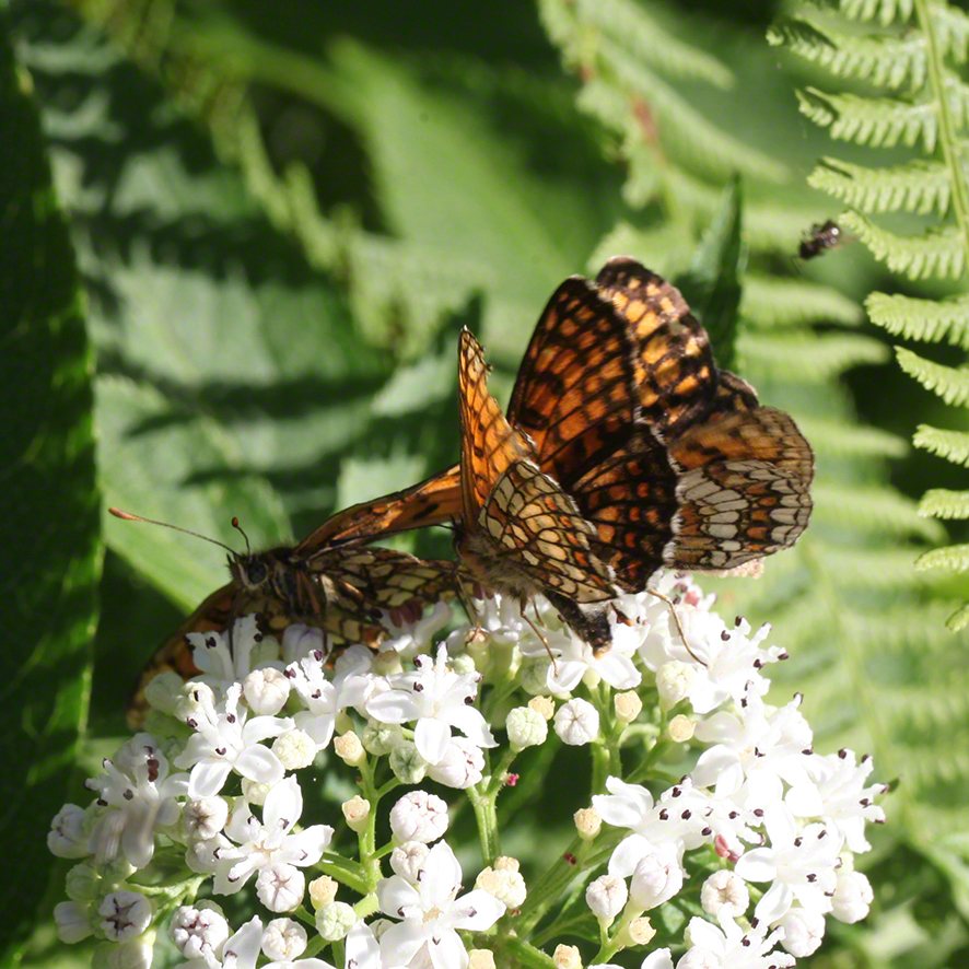 Scheckenfalter - Aflenz