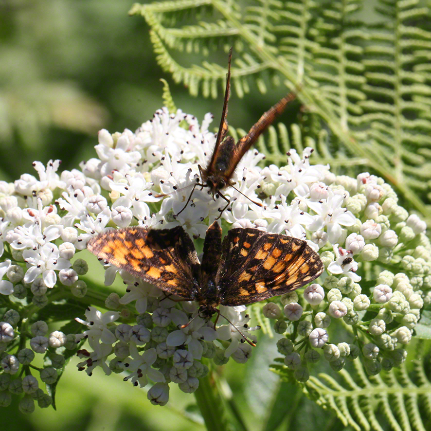 Scheckenfalter - Aflenz