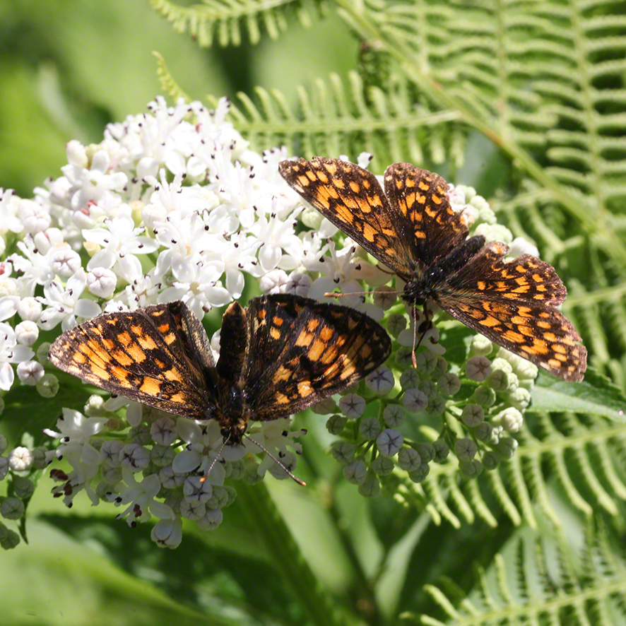 Scheckenfalter - Aflenz
