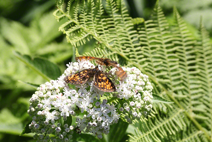 Scheckenfalter - Aflenz