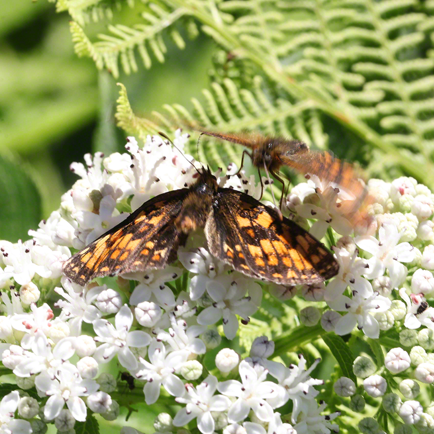 Scheckenfalter - Aflenz