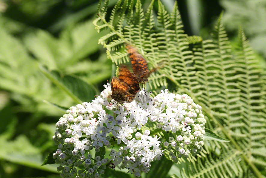 Scheckenfalter - Aflenz