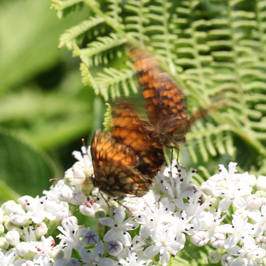 Scheckenfalter - Aflenz