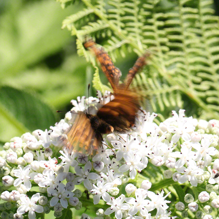 Scheckenfalter - Aflenz