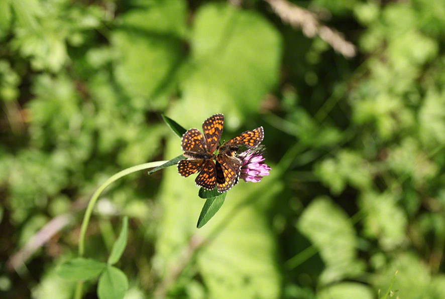 Scheckenfalter - Aflenz