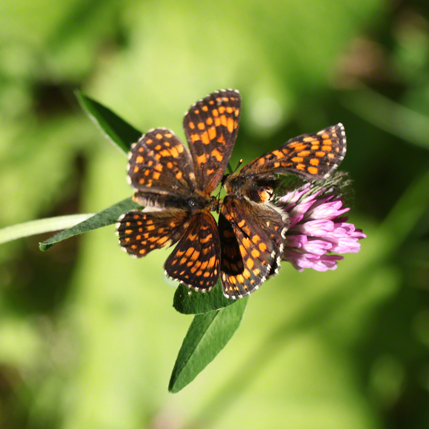 Scheckenfalter - Aflenz