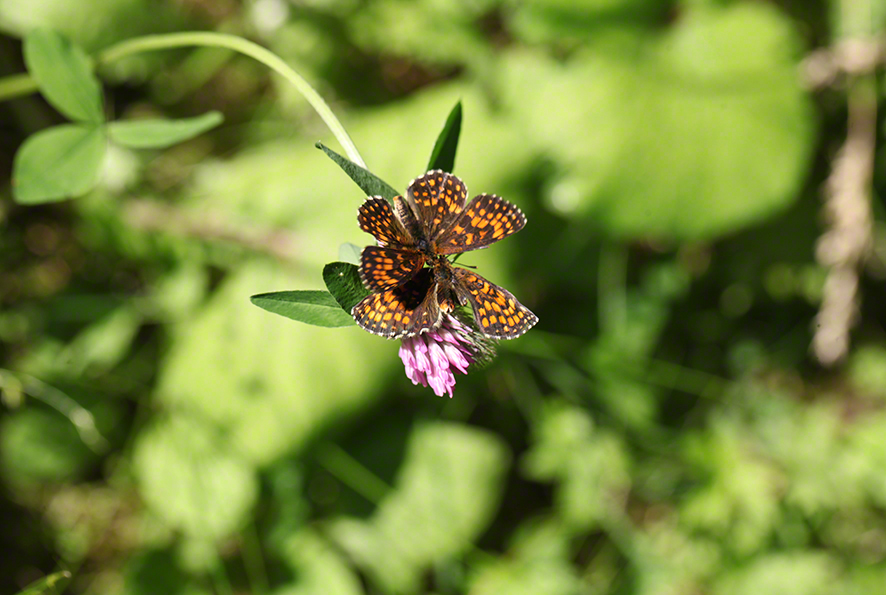 Scheckenfalter - Aflenz