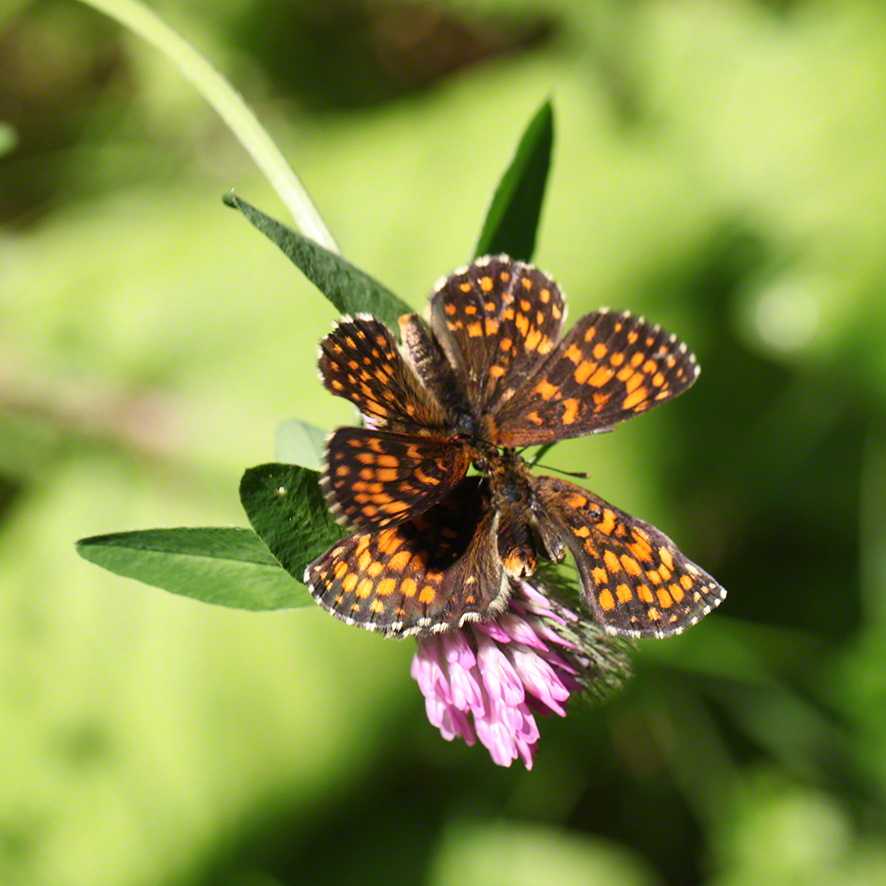 Scheckenfalter - Aflenz