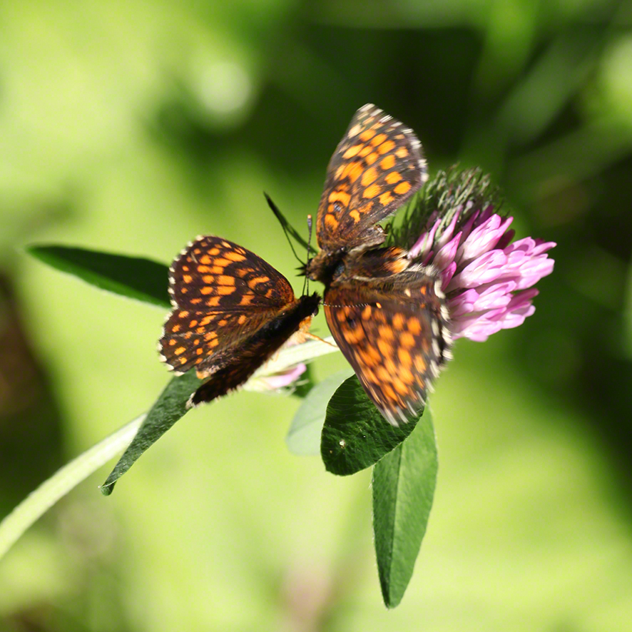 Scheckenfalter - Aflenz