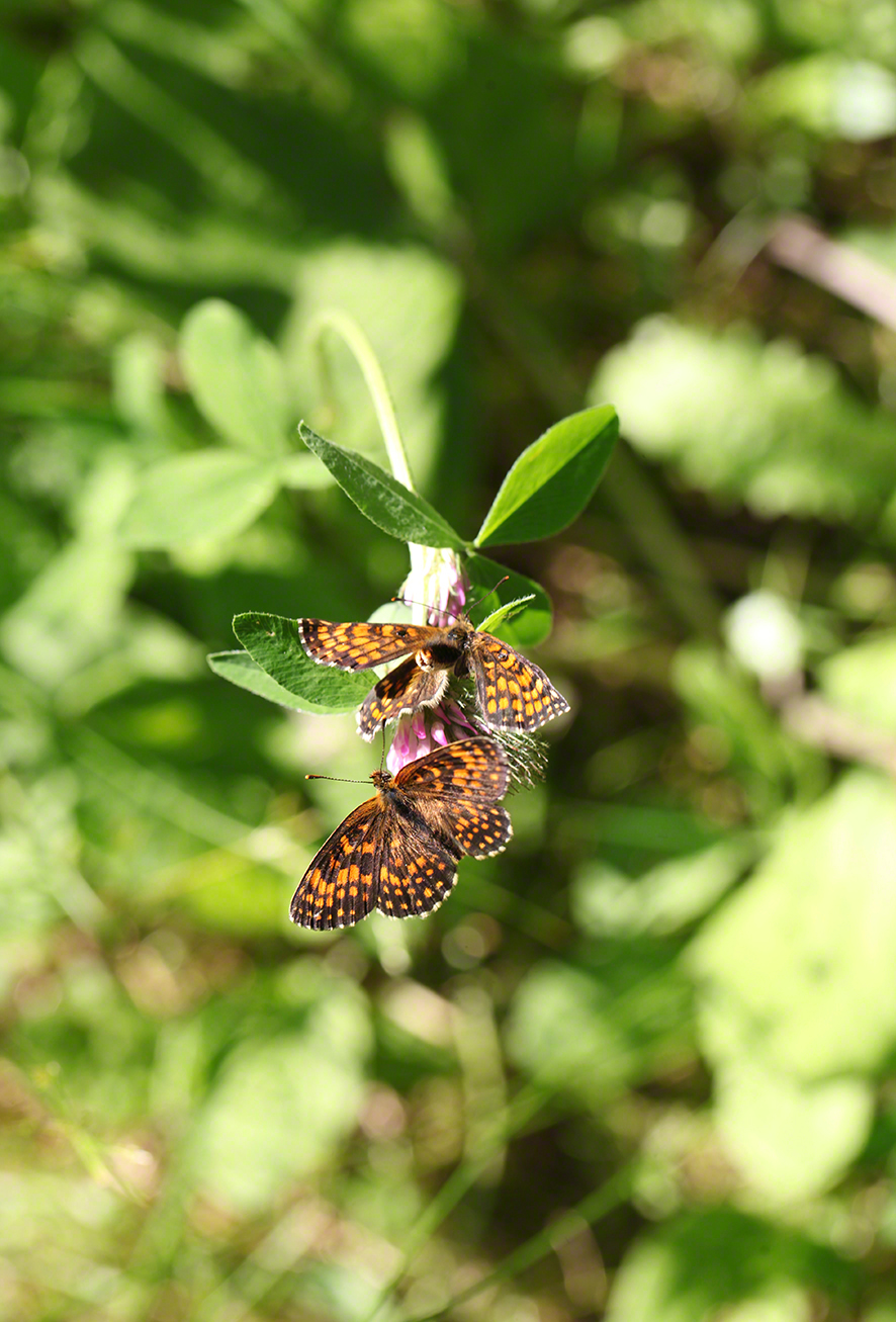 Scheckenfalter - Aflenz