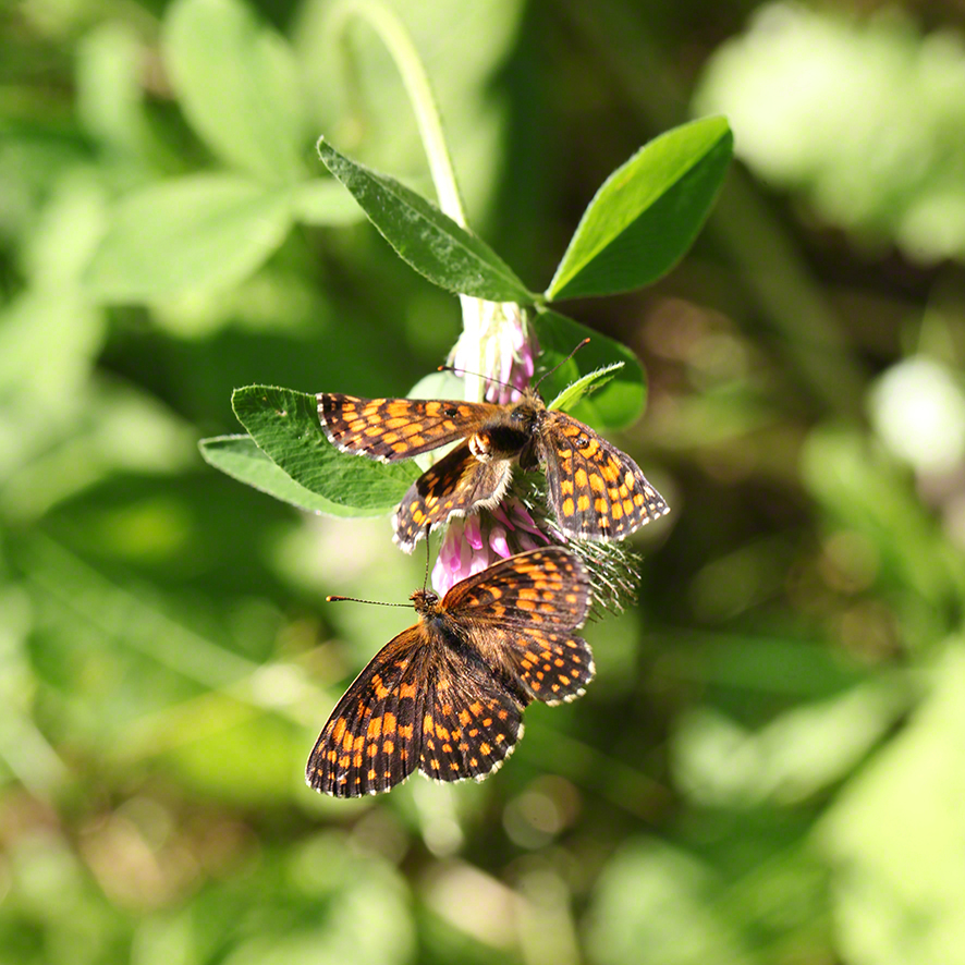 Scheckenfalter - Aflenz
