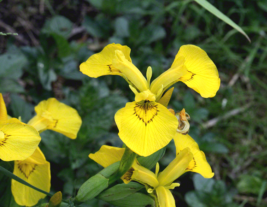 Lusthauswasser, Schwertlilien