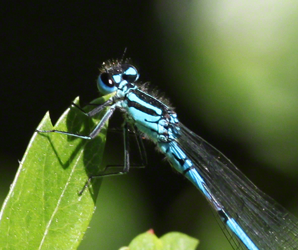 Lusthauswasser, Libelle