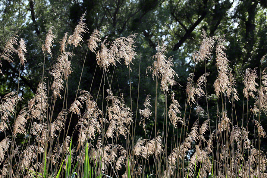 Lusthauswasser, Schilf