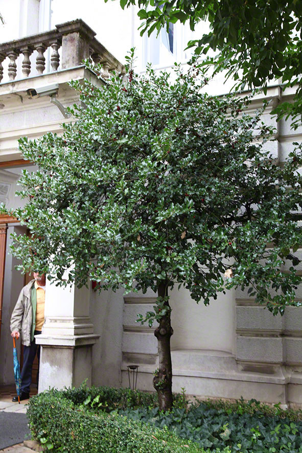 Zagreb Palast der Kroatischen Geschichte Stechpalme